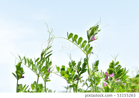 Karasuno pea (Kono Beans) Karasuno pea (Kono Beans) 53155263