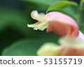 Goldfish 53155719
