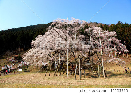 日本墨櫻花 53155763