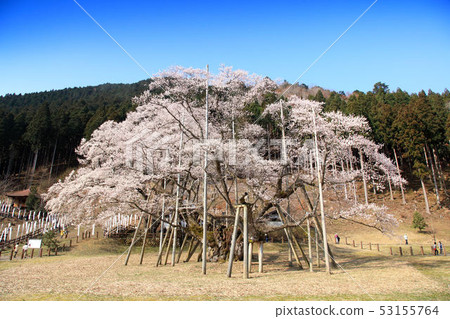 Japanese ink cherry blossoms Japanese ink cherry blossoms 53155764