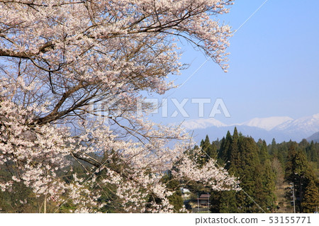 日本墨櫻花 53155771