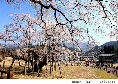 Awasumisakura 53155844