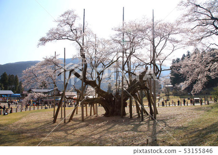 Awasumisakura Awasumisakura 53155846