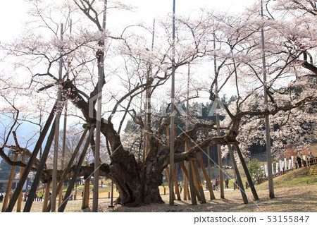 Awasumisakura Awasumisakura 53155847