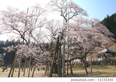 Awasumisakura 53155850