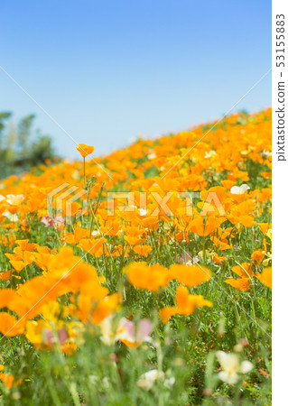 春天開花花園 53155883
