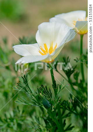 春天的花朵 春天的花朵 53155884