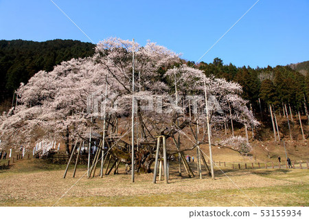 Kozakura Kozakura 53155934