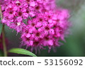 Shimotsuke 53156092