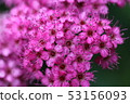 Shimotsuke 53156093