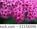Shimotsuke 53156096