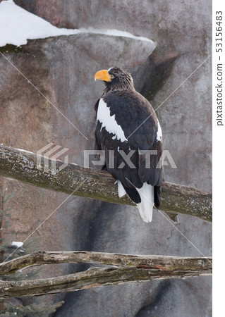 White-tailed eagle sitting on a branch of a tree. 53156483