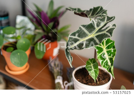 Alocasia plants. Stylish green plant in ceramic pots on wooden stand on background of gray wall 53157025