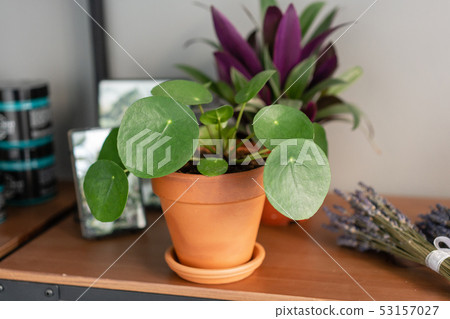 Pilea peperomioides. Chinese money plant or pancake plant. Young Pilea in brown ceramic pot on 53157027