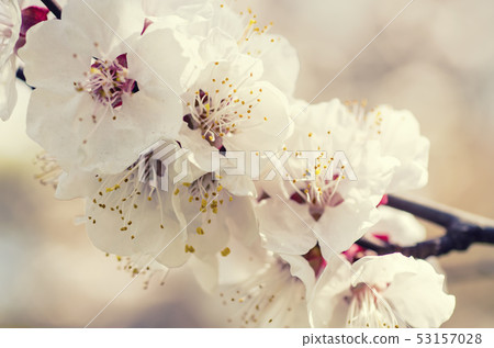 Apricot tree flower 53157028