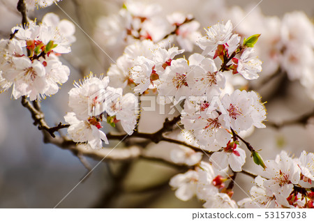 Apricot tree flower 53157038