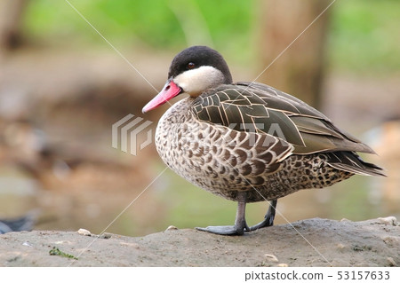 Wild duck pintail Anas erythrorhyncha Wild duck pintail Anas erythrorhyncha 53157633