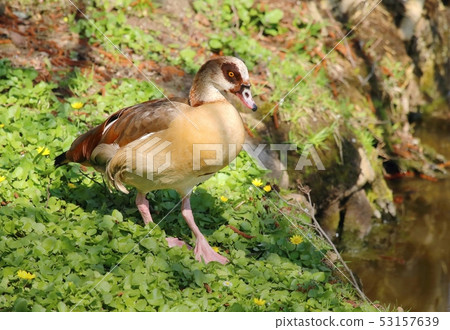 Motley egyptian goose Alopochen aegyptiaca 53157639