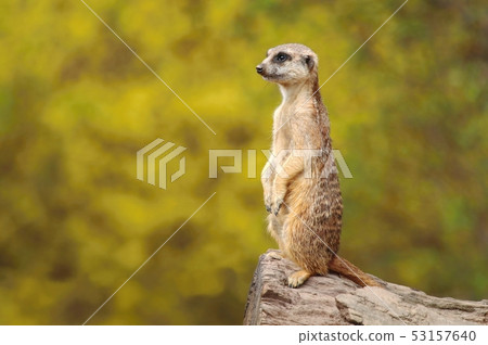 Cute african suricate Suricata suricatta Cute african suricate Suricata suricatta 53157640
