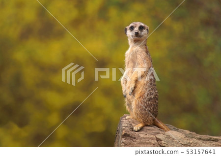 Cute african suricate Suricata suricatta Cute african suricate Suricata suricatta 53157641
