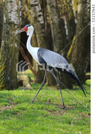 Wattled crane Bugeranus carunculatus in spring Wattled crane Bugeranus carunculatus in spring 53157643