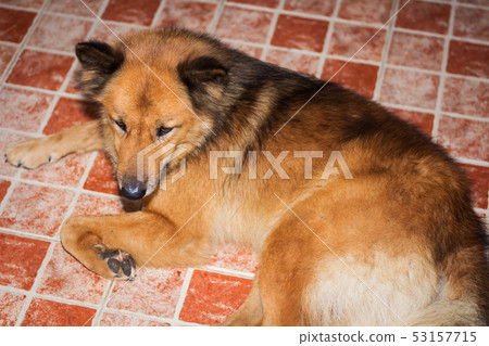 Dogs lying on the floor of marble tiles Dogs lying on the floor of marble tiles 53157715