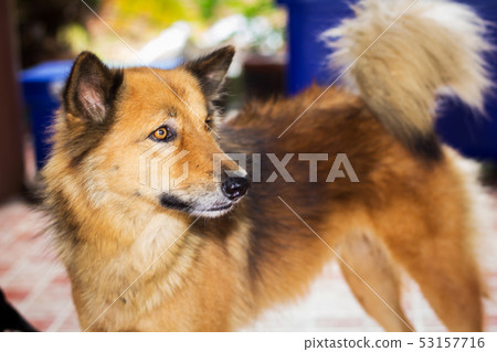 Black brown dog looking Black brown dog looking 53157716
