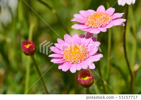 Seasonal flowers Seasonal flowers 53157717