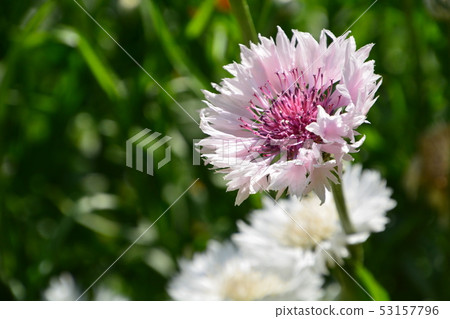 季節性的花朵 53157796