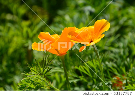 季節性的花朵 53157797