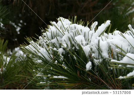 Matsuba with snow Matsuba with snow 53157808
