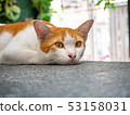 Beautiful short hair cat lying on the bed at stree 53158031