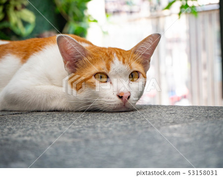 Beautiful short hair cat lying on the bed at stree 53158031