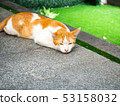 Beautiful short hair cat lying on the bed at stree 53158032