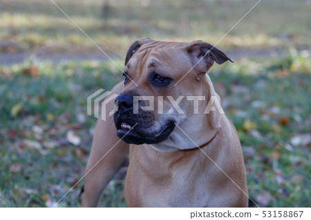 Ca de bou puppy is standing on a autumn meadow. Ca de bou puppy is standing on a autumn meadow. 53158867