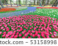 Hitachi Seaside Park 53158998