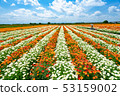 Konosu poppy field 53159002