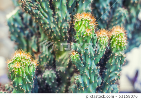 Cactus Cereus Peruvian. Cactus Cereus Peruvian. 53159076