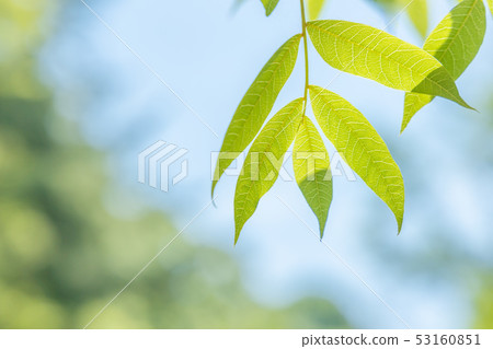 新鮮的綠樹 53160851