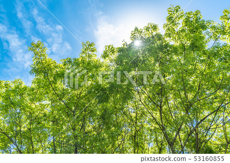 新鮮的綠樹 新鮮的綠樹 53160855