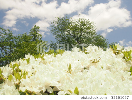 永井市白杜鵑花園 53161037