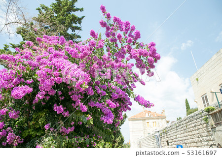Dubrovnik with plants and cityscape Dubrovnik with plants and cityscape 53161697