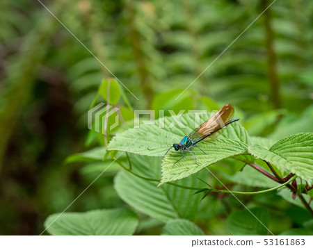 Asahina kawatombo Asahina kawatombo 53161863