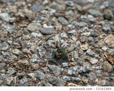 Miyama Han Mio 53161869