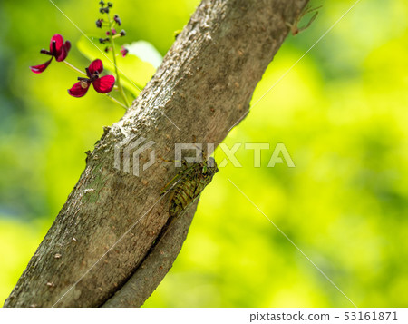 Ezo Half-Semi 53161871