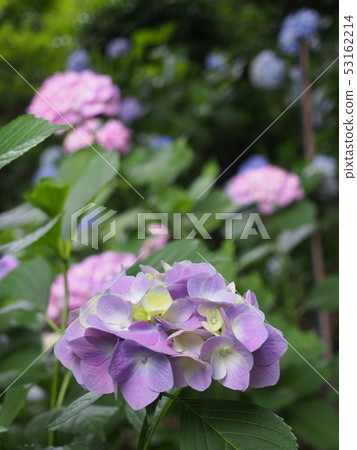 hydrangea hydrangea 53162214