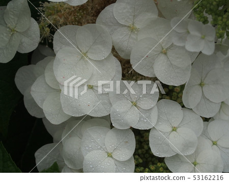 hydrangea hydrangea 53162216