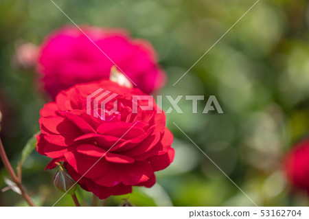rose rose 53162704
