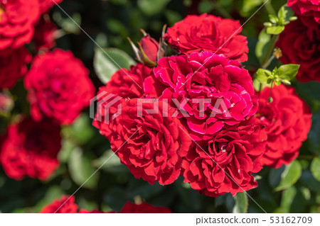 rose rose 53162709