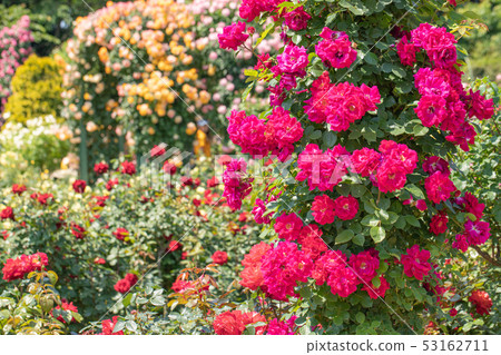 rose rose 53162711